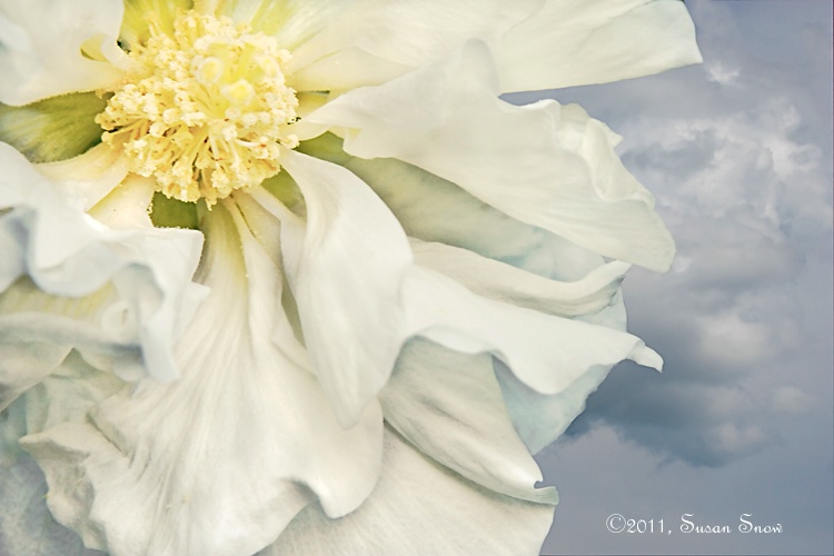 Snowy White Confederate Rose with Gentle Sky