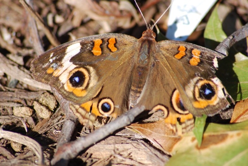 Butterfly on mulch