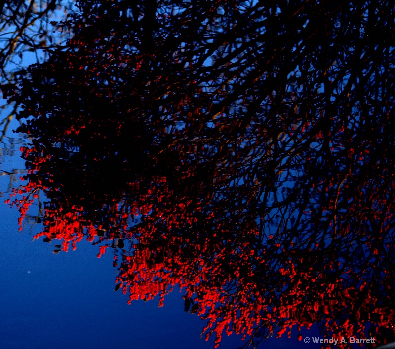 Berry reflection abstract - ID: 12465689 © Wendy A. Barrett