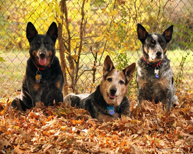 Pups in Fall