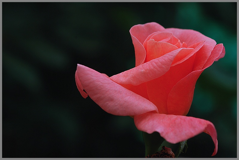 Rose for you - ID: 12466607 © VISHVAJIT JUIKAR