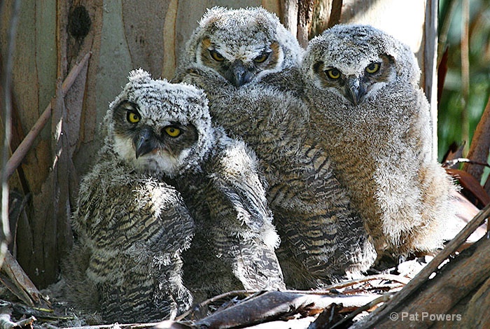 Great Horned Owlets - ID: 12471448 © Pat Powers