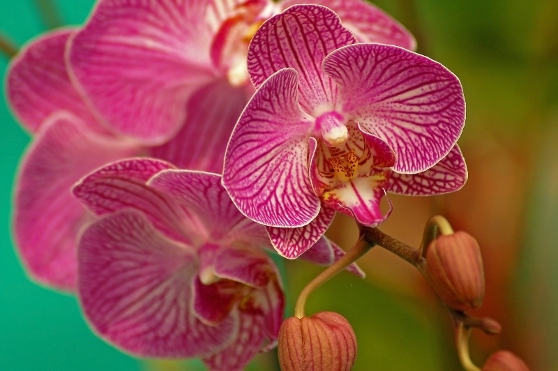 orchids - ID: 12473265 © VISHVAJIT JUIKAR