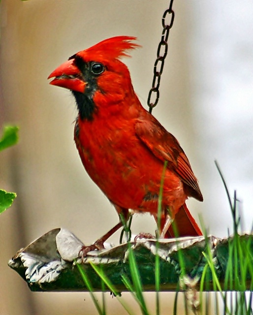 Cardinal at the birdfeeder