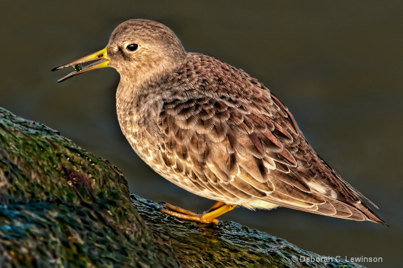 Sandpiper with Barnacle