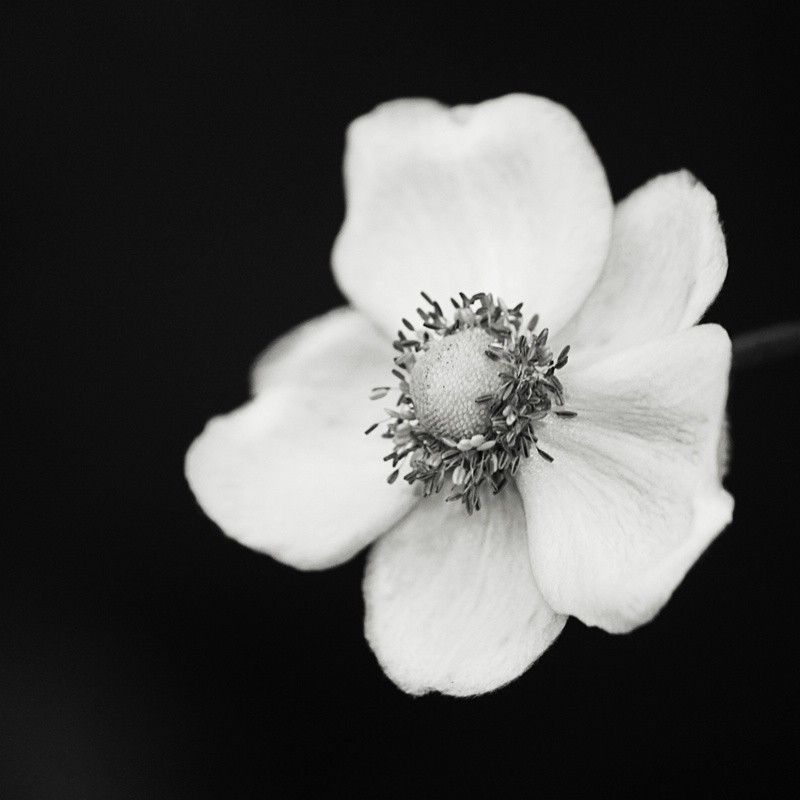 Little Flower in Black and White