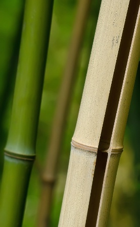 Old Bamboo