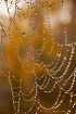 Web with Dew Drop...