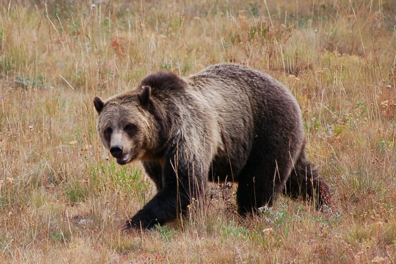 Yield To The Grizzly 