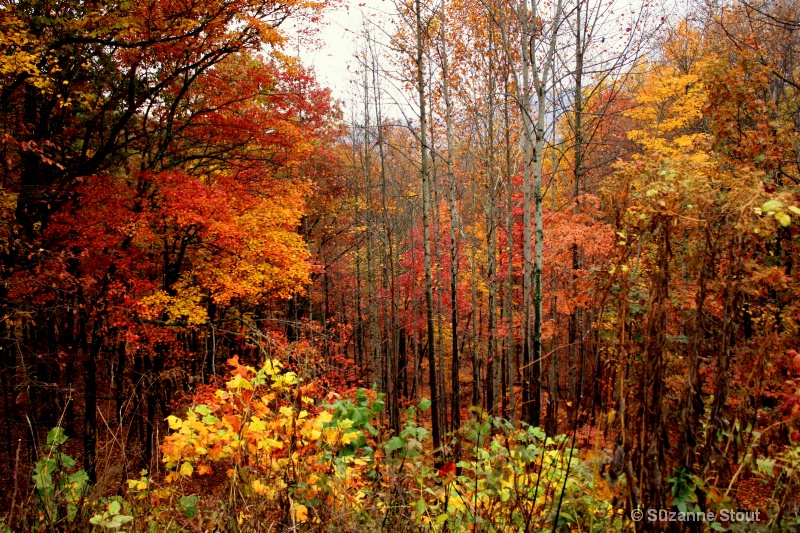 Autumn in Roanoke