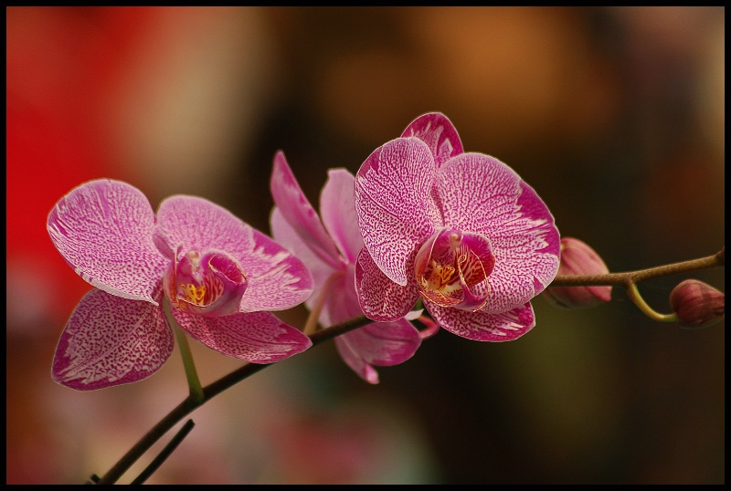 Pink Orchids - ID: 12486336 © VISHVAJIT JUIKAR