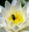 Pollination in pr...