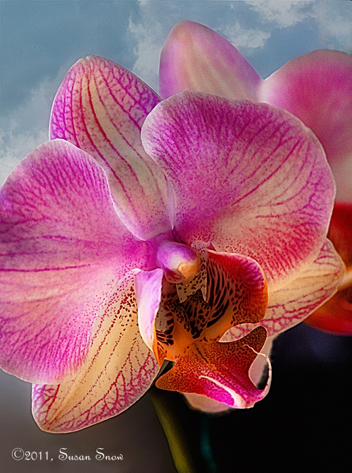 Lovely orchid for Nikki