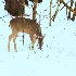 © J.Lamar Hicks PhotoID # 12490920: Deer - winter forage