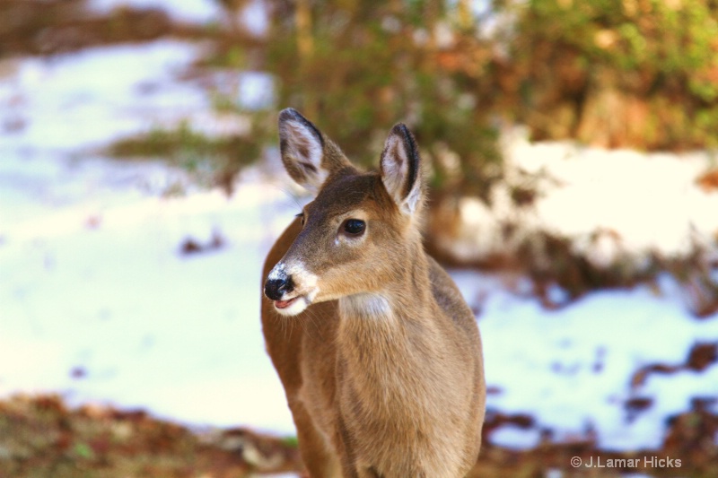 Deer-curious stare