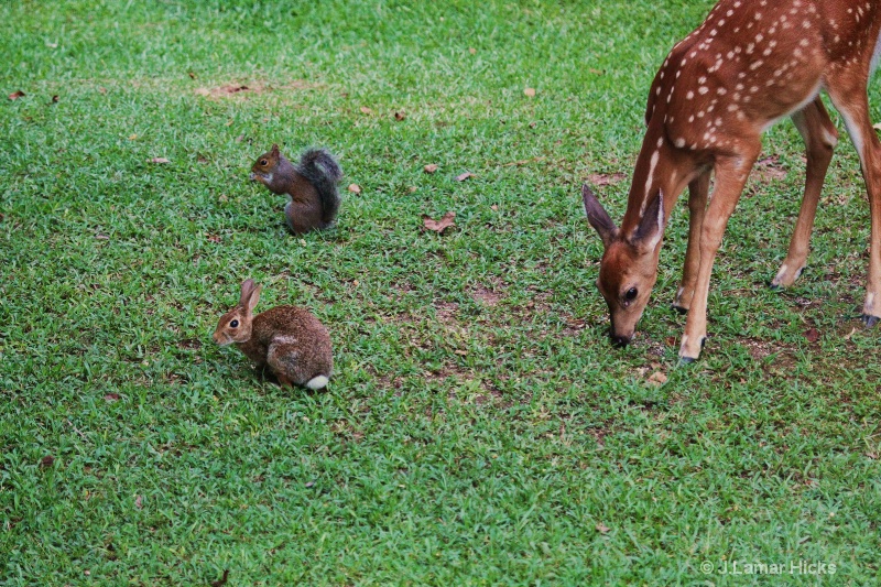 Deer fawn-w- rabbit- squirrel