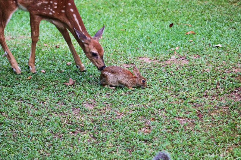 Deer fawn checking out rabbit