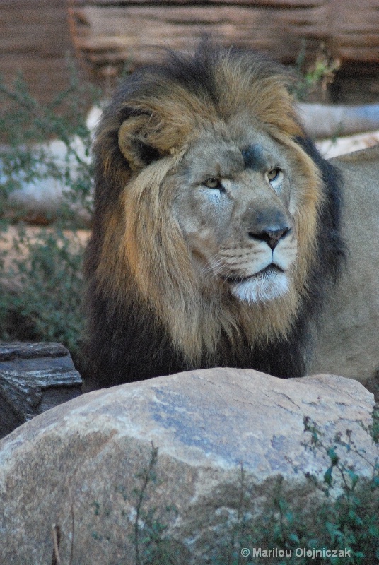 Male African Lion (Panthera Leo)