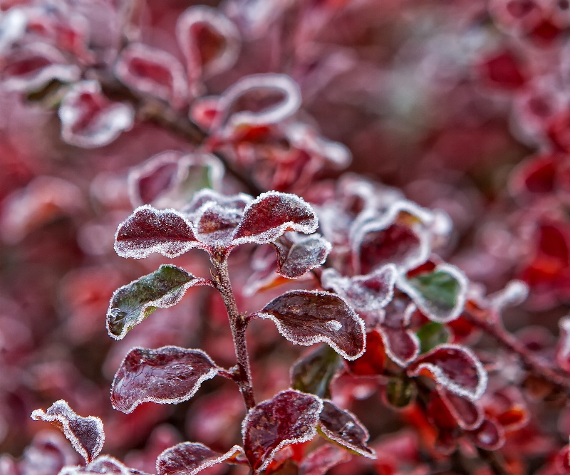 Frosted Red