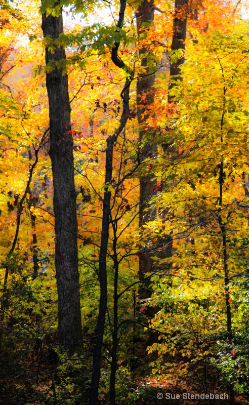 Fall Colors II - Arlington, VA - ID: 12492336 © Sue P. Stendebach