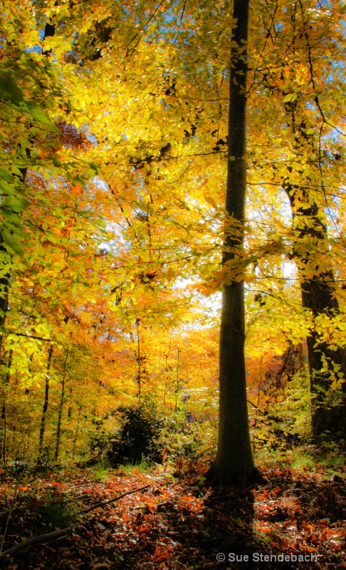 Fall Colors I - Arlington, VA - ID: 12492340 © Sue P. Stendebach