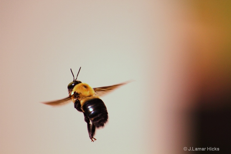 Bumblebee-heavy flyer