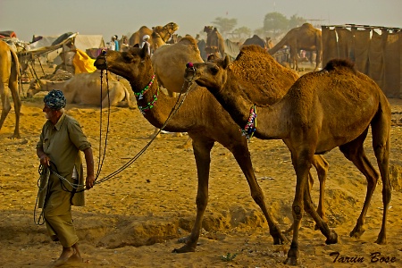 Pushkar Fair # 04.