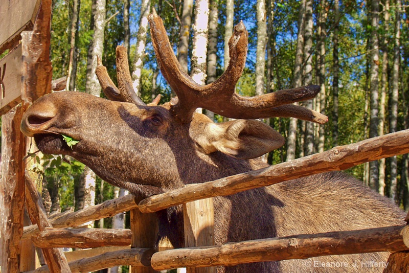 Moose at Mandrogi, Russia