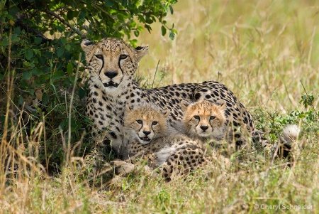 Cheetah and Cubs 002