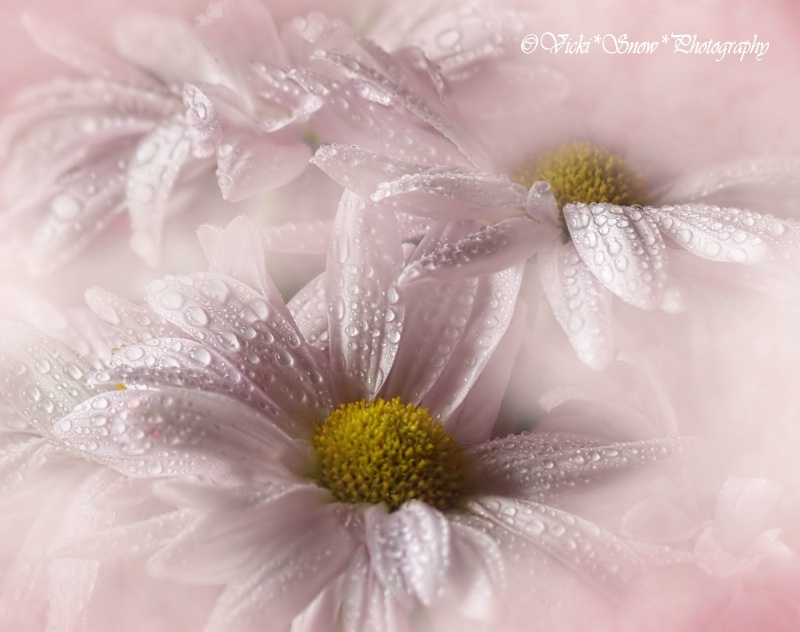 Pink Petals