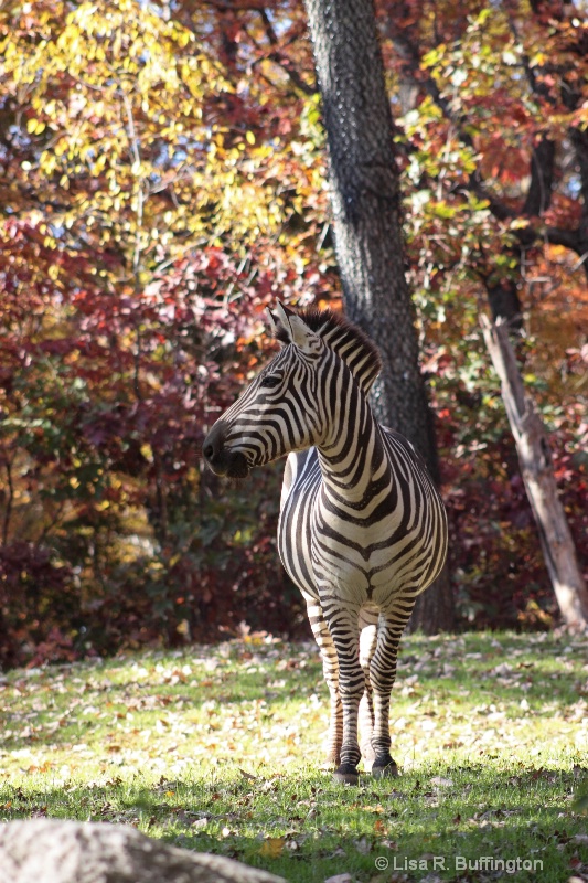 Zebra Profile - ID: 12496285 © Lisa R. Buffington