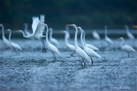 Egrets in Morning Mist