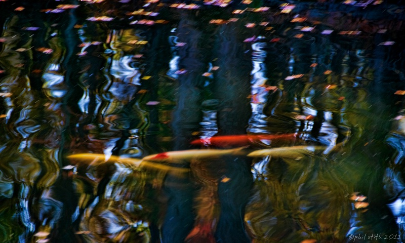 Koi Fish and Fall Reflections