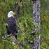 2Bald Eagle - ID: 12496753 © Walter B. Biddle