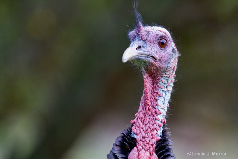 Portrait of a wild turkey. - ID: 12496786 © Leslie J. Morris