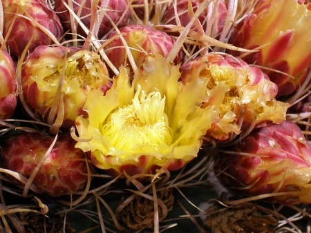 Fish Hook Cactus