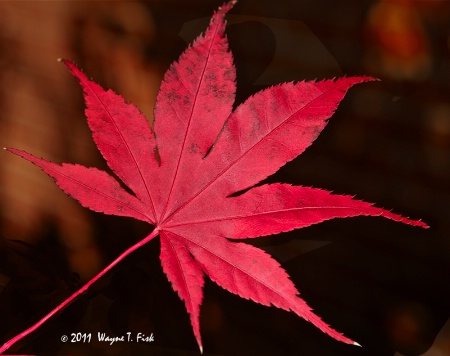 Japanese Maple