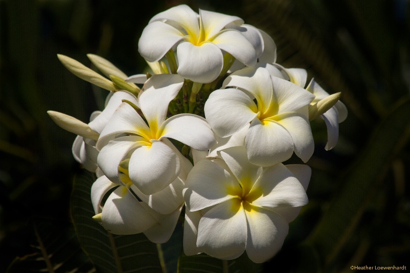 Plumeria (Frangipani)