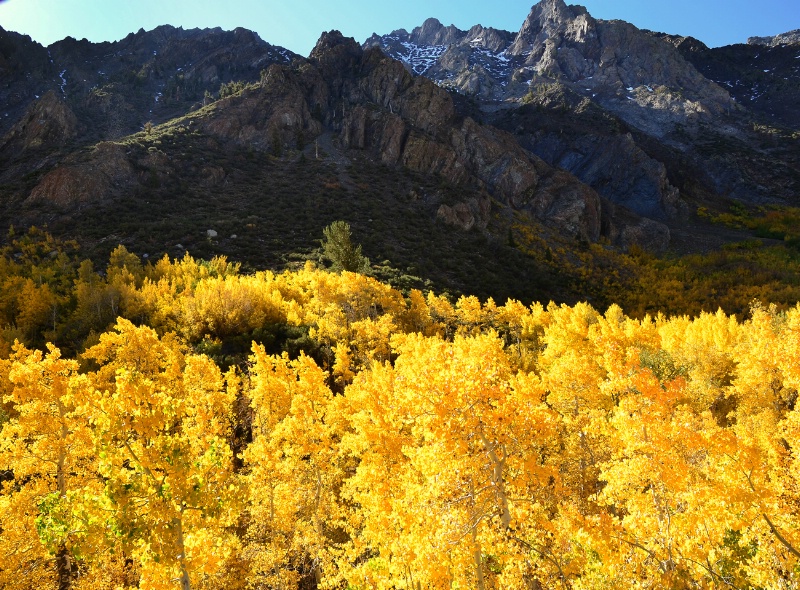 Fall Color in McGee Creek Canyon