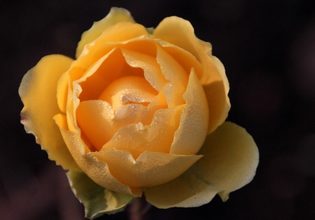 A yellow rose