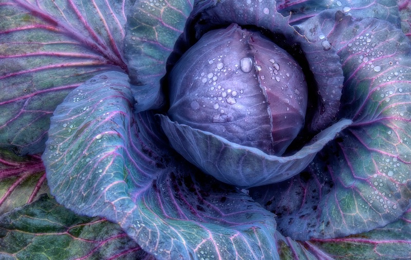 Purple Cabbage