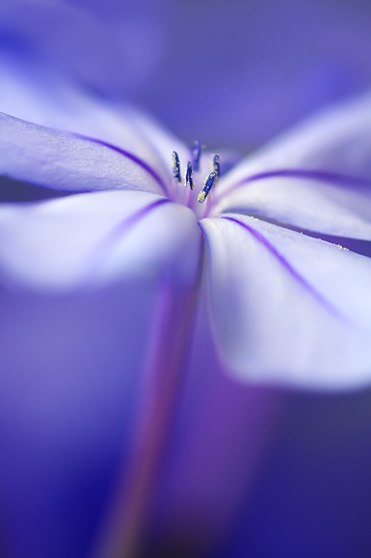 Single Plumbago Flower