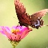 © J.Lamar Hicks PhotoID # 12498718: Butterfly-nectar check
