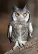 African Scop Owl
