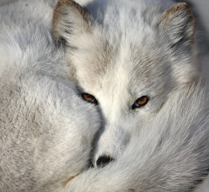 Arctic Fox