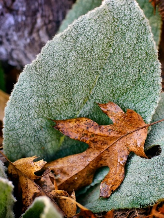 Lambs Ear and Oak Leaf