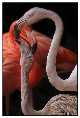 Flamingo Family