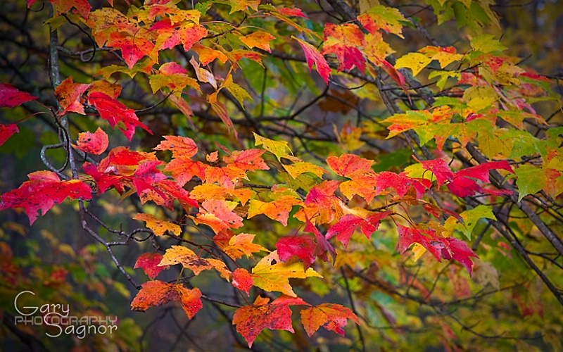 South East Pa. Fall Color