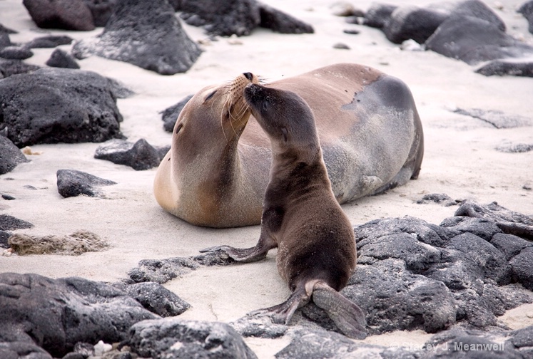 Touching Moment - ID: 12501801 © Stacey J. Meanwell