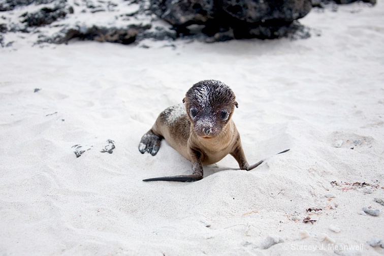 Sealed with Sweetness, Galapagos - ID: 12501803 © Stacey J. Meanwell